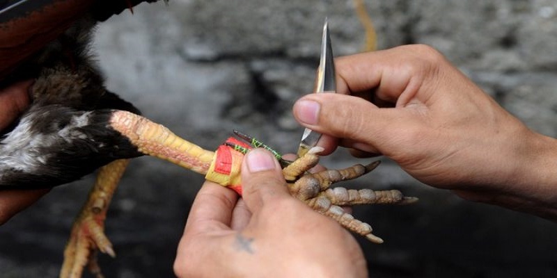 Tìm hiểu thông tin cơ bản về trồng cựa cho gà chiến