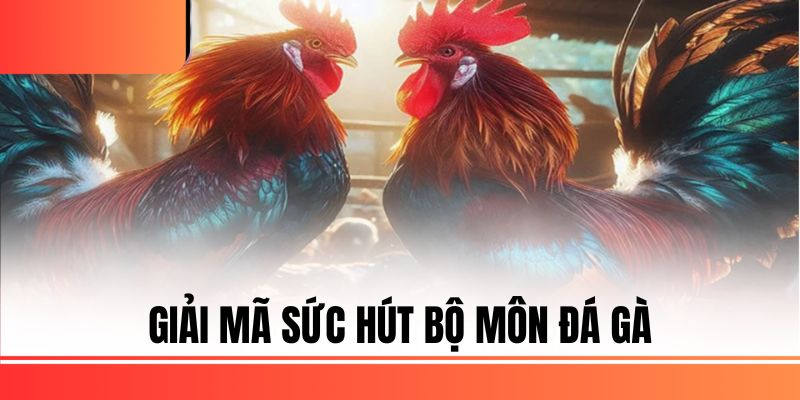 Giải mã sức hút bộ môn đá gà