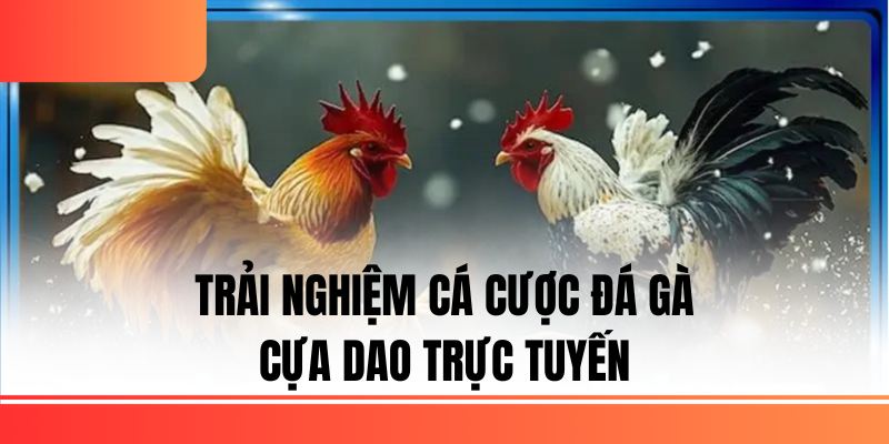 Trải nghiệm cá cược đá gà cựa dao trực tuyến